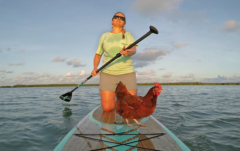 In this Monday, Oct. 16, 2017 photo provided by the Florida Keys News Bureau, Karly Venezia enjoys a late afternoon paddle with her pet chicken, Loretta, off the Florida Keys near Islamorada, Fla. Venezia says Loretta enjoys boating with her and her husband, Mike, who is a Keys backcountry fishing guide.