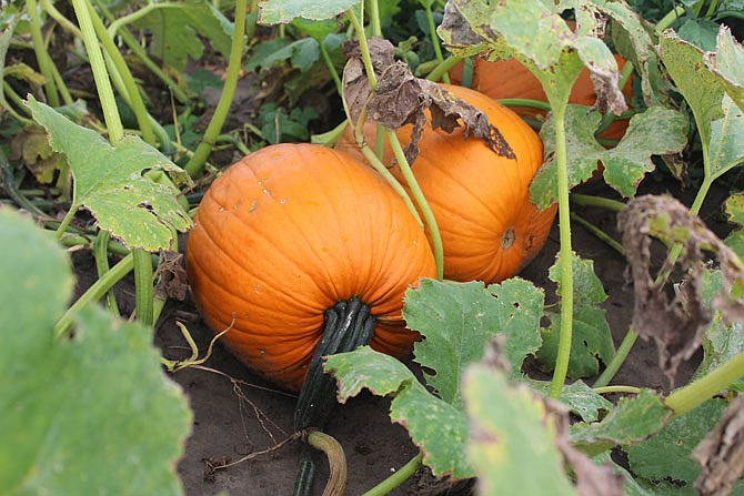 These pumpkins sit in the patch at Jay Fischer's farm in Callaway County. 