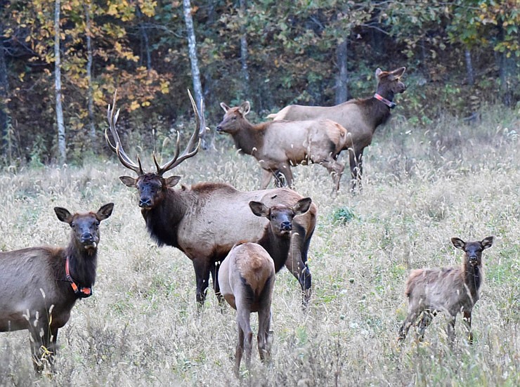 These wild Missouri elk are just a few of the approximately 200 living on or near Peck Ranch Conservation Area.