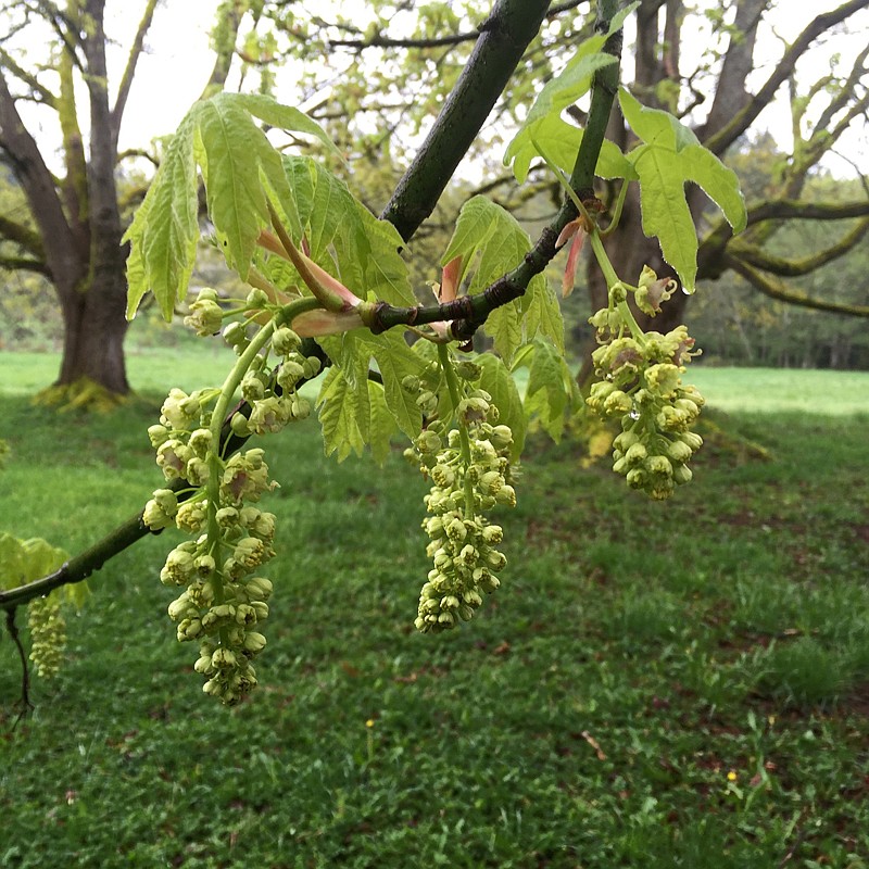 Blooms on a Big Leaf Maple tree near Langley, Wash., which are among the first to arrive—provide floral nectar and pollen for early-season foraging bees. Trees are among the earliest pollinator plants to bloom in spring. People often overlook trees and their importance to pollinators desperate to find food in early spring.