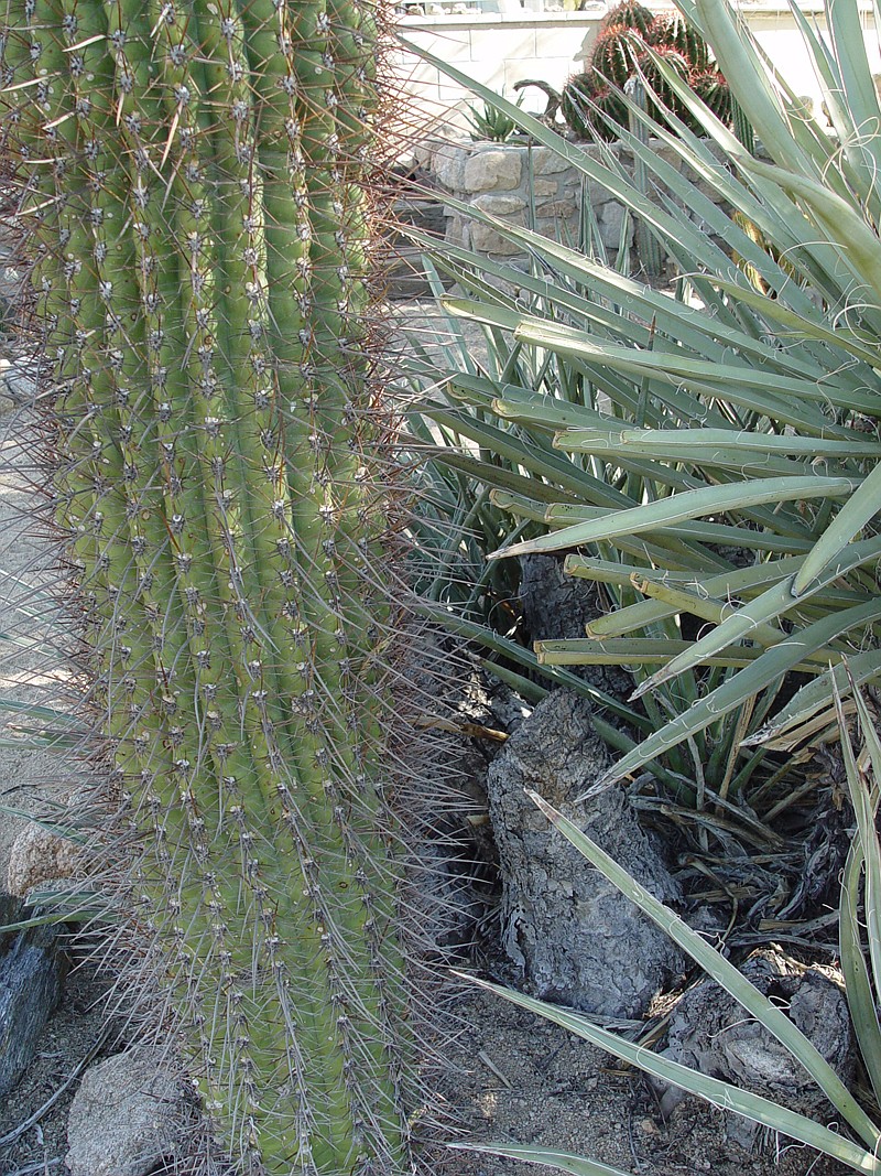 Here an old yucca is growing into a hue irreplacable "fat boy" cactus, so it must be cut back to prevent damage to both plants.