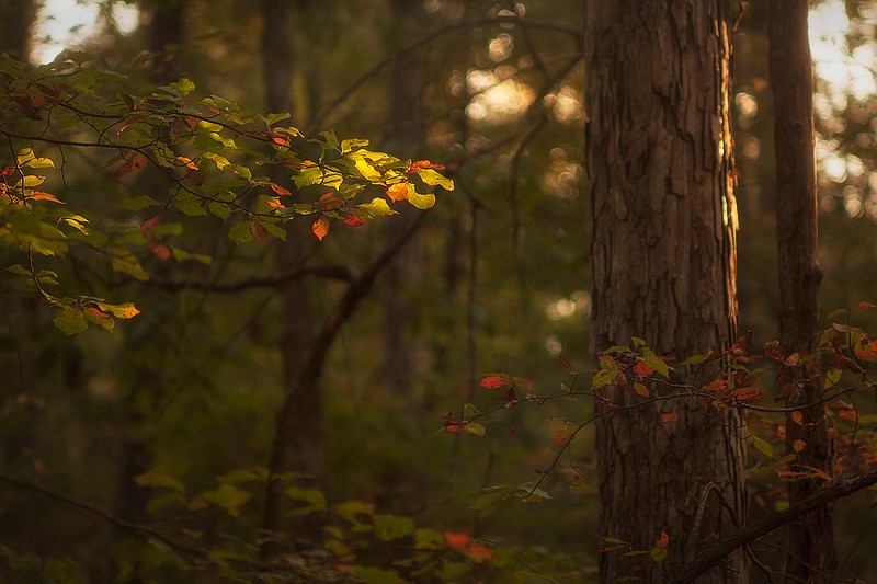 Hints of fall color are starting to appear along the trails of the Sports Complex in Atlanta, Texas. Though it is hard to predict when the foliage will reach peak color, hardwoods in Northeast Texas usually put on a display of yellows, oranges and reds in late October and early November.