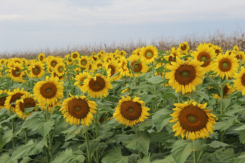 Even through the No. 1 use for sunflowers in the United States is oil, many Missouri farmers will market their sunflowers for birdseed.