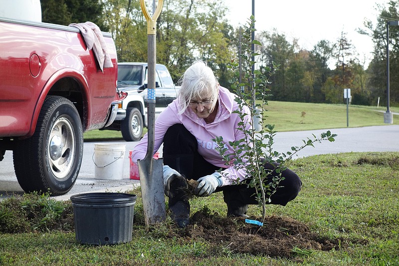 Linda Houston plants a native Missouri tree in front of the Fulton Education Center on Saturday morning. Students at all Fulton District schools were welcomed by new trees Monday after the weekend project concluded.