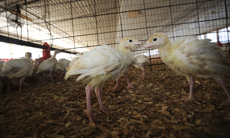 Baby turkeys stand in a poultry barn Oct. 16 at Smotherman Farms near Waco, Texas. The farm is involved in a pilot project by Cargill's Honeysuckle White brand that allows consumers to be able to find out where the turkeys they buy are raised. 