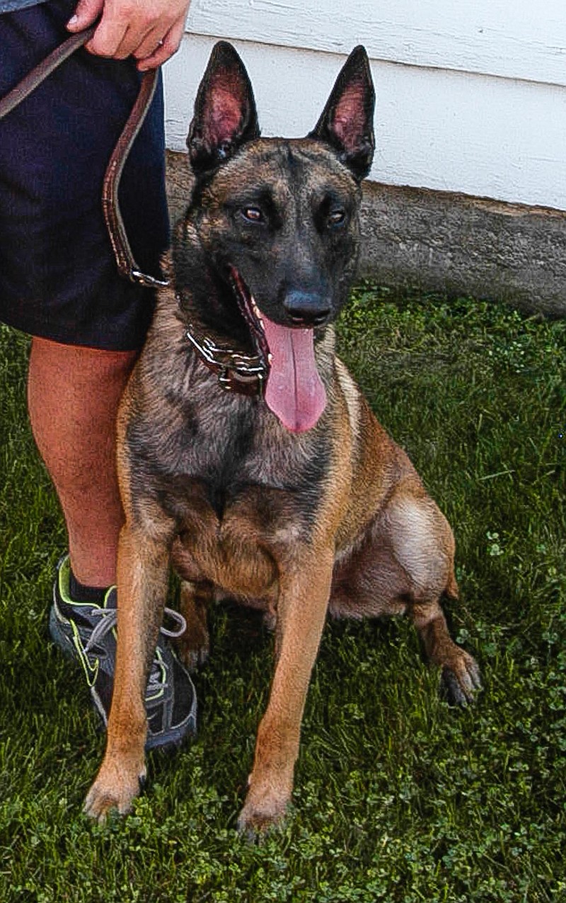 Apollo, K-9 officer with the Moniteau County Sheriff's Department