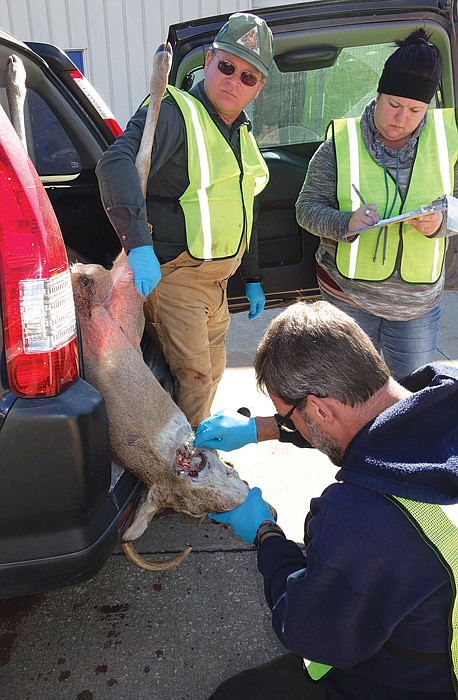 In this Nov. 13, 2016 file photo, Mark Raithel of the Missouri Department of Conservation takes a lymph node from the neck of a deer that was shot during the opening of Missouri's 2016 firearms deer season. Tom Priesendorf and Sarah Crocker, also Conservation employees, stand above him. This department testing station for hunters was conducted at Russellville High School.