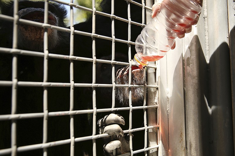 In this Sept. 6, 2017 photo, assistant supervisor Tami Jochem feeds Missy, a chimpanzee, Gatorade with birth control at the Dallas Zoo in Dallas. The zoo has seven chimpanzees. Missy is 52 years old. The Dallas Morning News reports experts say zoos use birth control as part of breeding recommendations, space constraints and health concerns - all done under the careful watch of keepers.