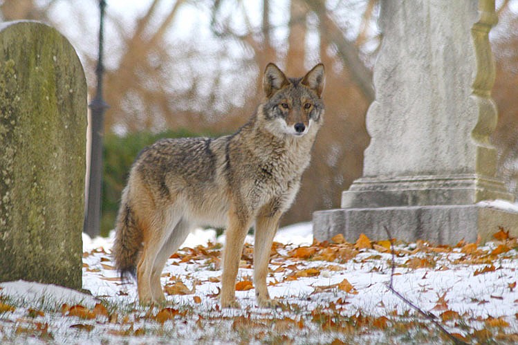 In this 2008 photo provided by Josh Harrison, a coyote stands in Mount Auburn Cemetery in Cambridge, Mass. Coyotes have lived in the East since the 1930s, and recent genetic tests have shown they are actually a mixture of coyote, wolf and dog. And scientists say they might be getting genetically closer to wolves, helping them become better predators and thrive in urban areas including New York City and Cape Cod, Massachusetts, and the woods of Maine. 
