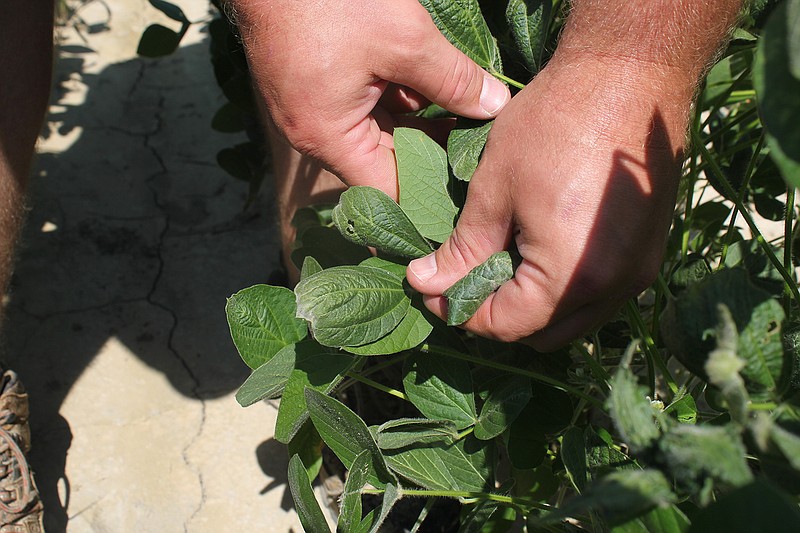 FILE — In this Tuesday, July 11, 2017, file photo, East Arkansas farmer Reed Storey shows the damage to one of his soybean plants in Marvell, Ark.