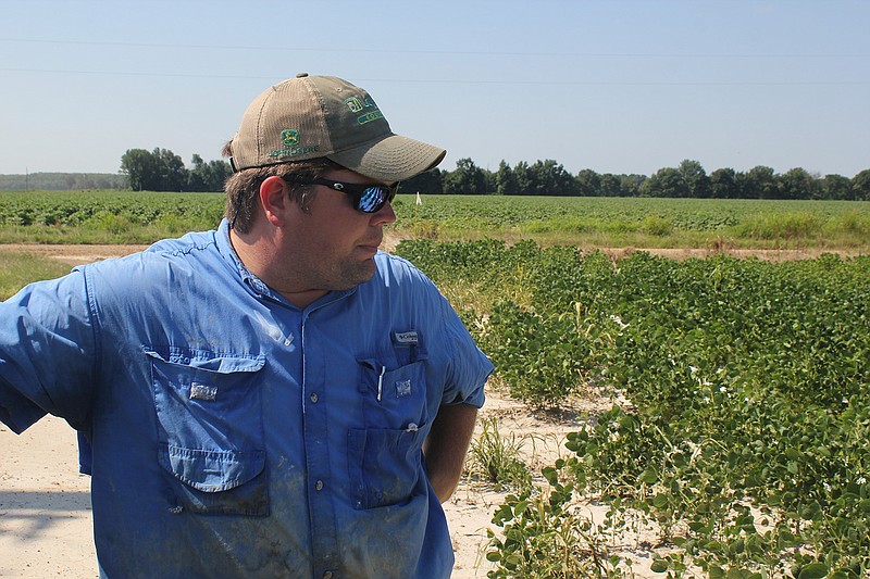 In this Tuesday, July 11, 2017, file photo, East Arkansas soybean farmer Reed Storey looks at his field in Marvell, Ark. Storey said half of his soybean crop has shown damage from dicamba, an herbicide that has drifted onto unprotected fields and spawned hundreds of complaints from farmers. Monsanto, a major agribusiness company asked a Pulaski County judge Friday, Nov. 17, 2017 to strike down the rule approved by the state Plant Board earlier this month that would prohibit the use of dicamba from April 16 through Oct. 31.