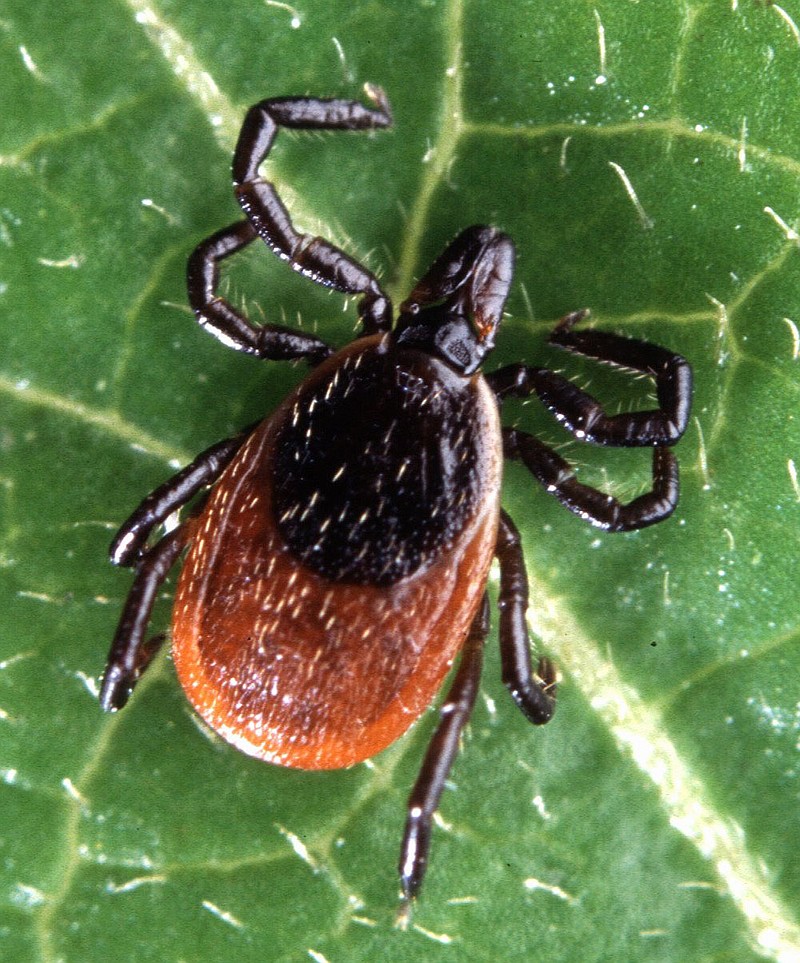 Adult deer tick