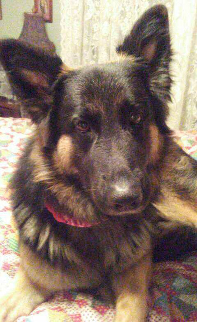 Fulton resident Karen Fox suspects her German shepherd, Jake, was stolen Thursday.