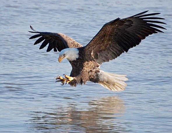 The Missouri Department of Conservation will host Eagle Days events around the state this winter.