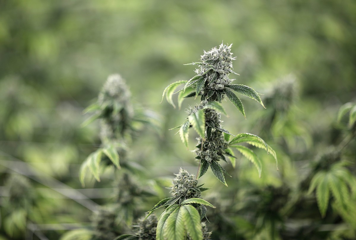 Smoked pot and want to enlist? Army issuing more waivers
