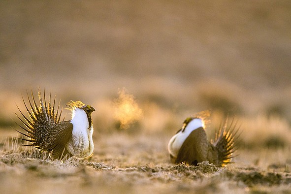 <p>Learn about photographer Noppadol Paothong’s 11-year journey documenting sage grouse at Runge Nature Center on Dec. 14.</p>