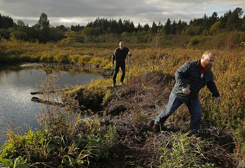 In this Oct. 16, 2017 photo, Matt Hofmann, right, the Master Distiller at Westland Distillery, and Steve Hawley, left, Westland's director of marketing, walk carefully through a peat bog on Washington state's Olympic Peninsula near Shelton, Wash. Westland is taking an unusual step for America's booming spirits industry: making a whiskey using smoke from peat grown locally in Washington state. (AP Photo/Ted S. Warren)