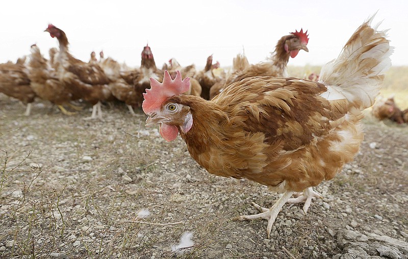 Cage-free chickens walk in a fenced pasture in October 2015 at an organic farm near Waukon, Iowa. Iowa is one of more than a dozen states that want the U.S. Supreme Court to block a California law requiring any eggs sold there to come from hens that have space to stretch out in their cages. A lawsuit filed Monday with the high court alleges California's law has cost consumers nationwide up to $350 million annually because of higher egg prices since 2015.
