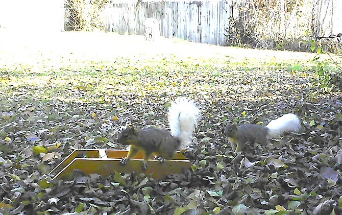 Jim Pierson's game camera captured this picture of two squirrels with unusual white tails. Pierson, who lives on West 8th Street, said the squirrels have been hanging out in his yard since October.