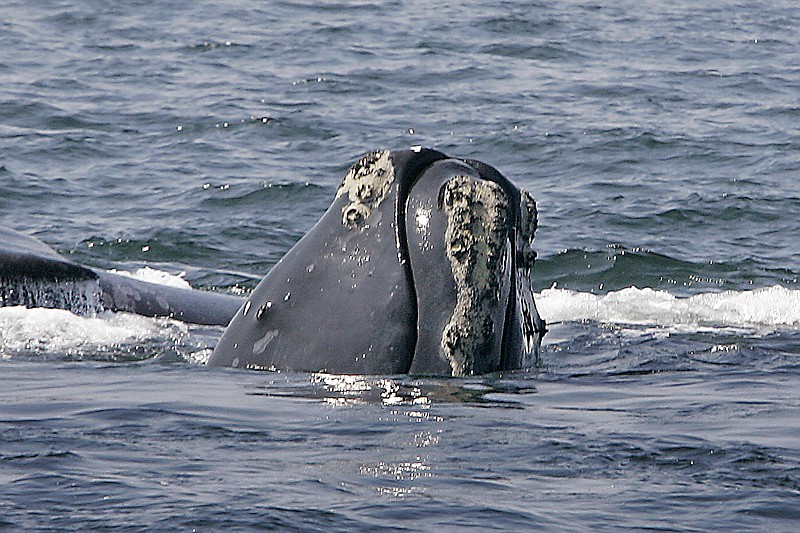 FILE - In this April 10, 2008 file photo, a North Atlantic right whale breaks the ocean surface off Provincetown, Mass., in Cape Cod Bay. Officials with the federal government say it’s time to consider the possibility that endangered right whales could become extinct unless new steps are taken to protect them.  (AP Photo/Stephan Savoia, File)