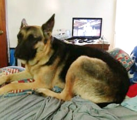 This photo of Crystal Campbell's dog Koral was posted to Facebook in November after the German shepherd disappeared from her home near Fulton. Koral is one of at least two tagged German shepherds missing in Callaway County.