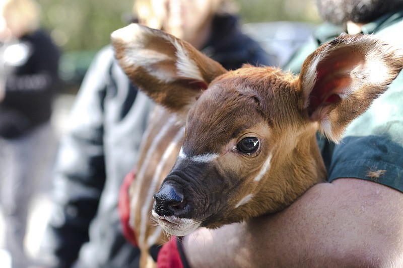 This photo provided by the Audubon Nature Institute, shows a new baby bongo at the Freeport-McMoRan Audubon Species Survival Center on the morning of Dec. 11, 2017, the first animal to be conceived and born at the Species Survival Center created by the Audubon Nature Institute and San Diego Zoo Global.  The birth occurred just months after its first animals arrived at the West Bank campus of the Audubon Species Survival Center in Lower Coast Algiers, La., (Audubon Nature Institute via AP)