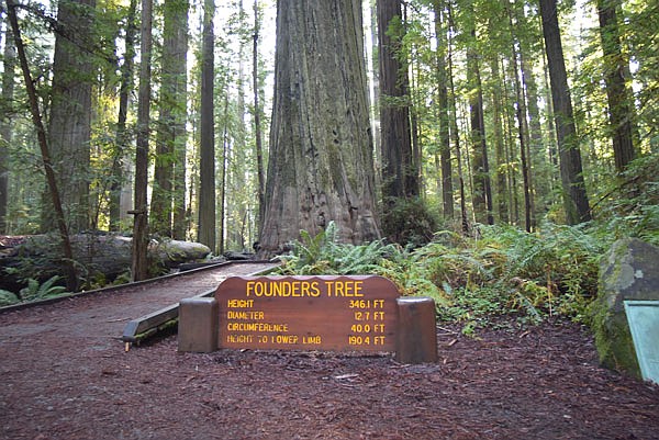 The Founders Tree is one of the most spectacular redwood trees along the Avenue of Giants in California.
