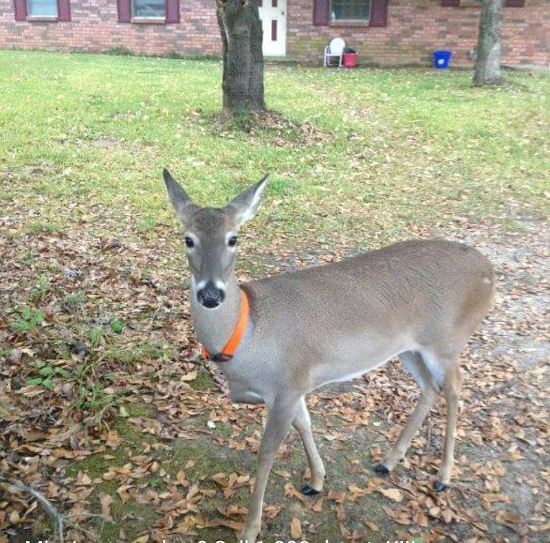 This little doe enchants the neighborhood around Alamance and Smyrna, Texas, with her necklace and friendly ways. (Submitted photo)
