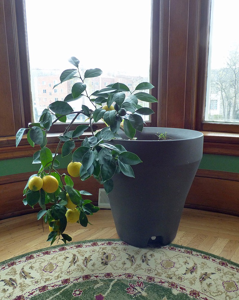 This November 2017 photo provided by Heather Rhoades shows a Myer lemon tree growing inside a home in Bedford, Ohio.