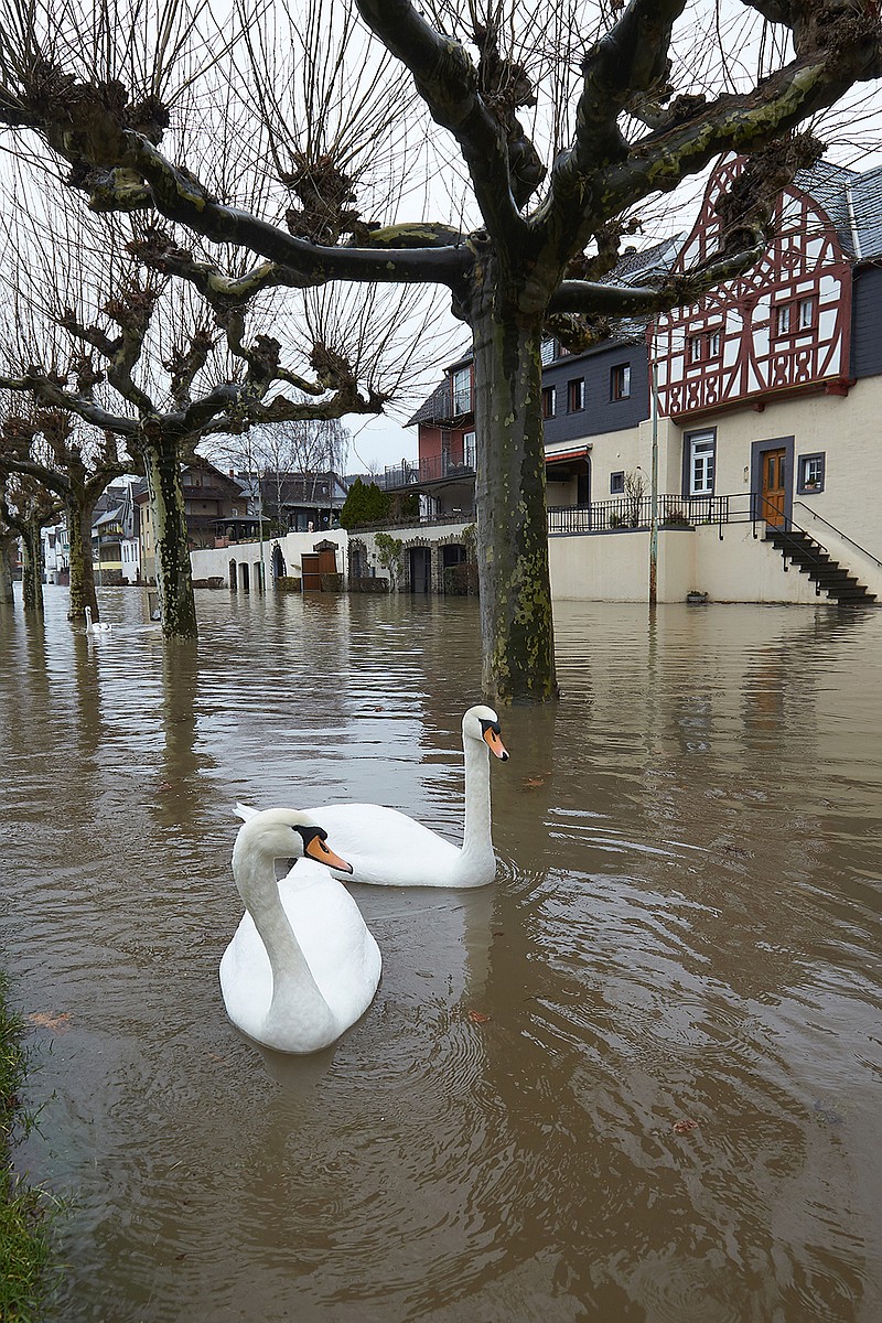 Swans swim in a flooded street near river Rhine, in  Leutesdorf, western Germany, Thursday, Jan. 4, 2018. Heavy rainfall in recent days has increased the risk of flooding in western Germany. German news agency dpa reported Thursday that the Moselle river was closed to all shipping, with water levels 4 meters (13 feet) higher than usual. Along the lower reaches of the Rhine, water levels were predicted to continue to rise until Friday. 