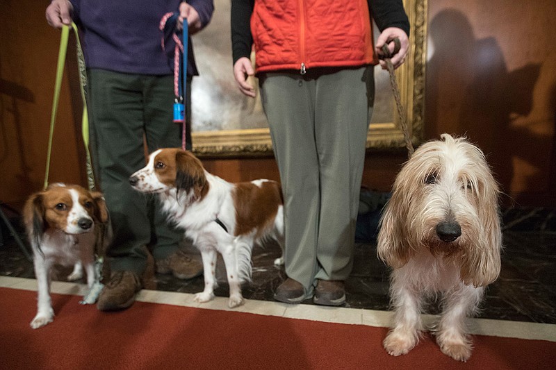 Juno, right, a grand basset griffon Vendeen , and Nederlandse kooikerhondje, Escher, left, and Rhett, center, are shown by their handlers during a news conference at the American Kennel Club headquarters, Wednesday, Jan. 10, 2018, in New York. 
