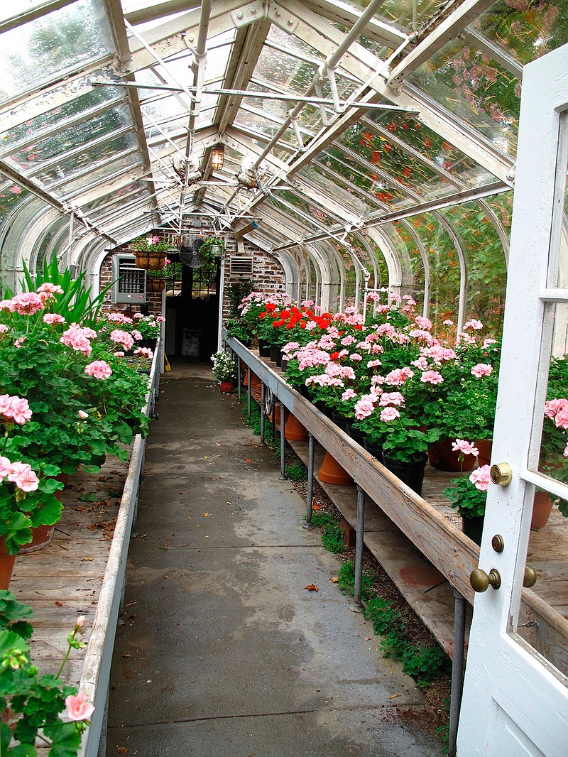 This Sept. 28, 2010 photo shows a Victorian Greenhouse near Stockbridge, Mass. shows weeds beginning to take hold on the ground beneath the plant stands. Spreading landscape cloth can be an effective deterrent or they can be dispatched by hand weeding. One weed plant can produce hundreds of seeds. Weeds can be especially troublesome in greenhouses, hiding pests, starving plants and spreading disease.