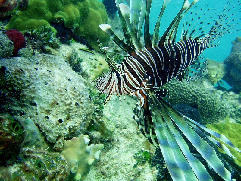Lionfish, like this one spotted in the Bahamas, are a carnivorous, non-native predatory fish that damage coral reefs and can decimate native fish populations. (Cammy Clark/Miami Herald/TNS)