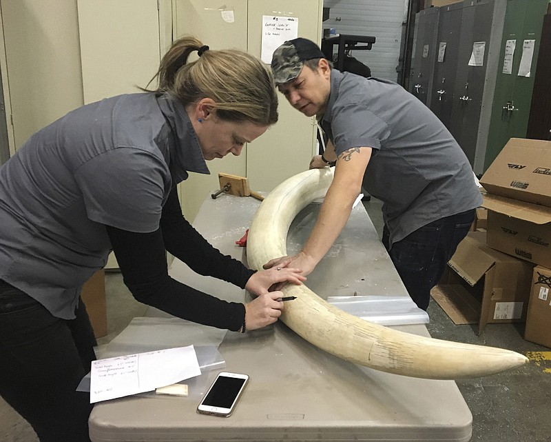 In this Jan. 8, 2018 photo, Wendy Hapgood, left, and John Steward, directors of the Wild Tomorrow Fund, measure an elephant tusk at a New York State Department of Environmental Conservation warehouse in Albany, N.Y. The tusk was part of a $4.5 million seizure of illegal ivory from a New York City antiques shop. To help support anti-poaching efforts, scientists will use carbon dating to determine when the elephant was killed and DNA analysis to pinpoint where it came from in Africa. (AP Photo/Mary Esch)