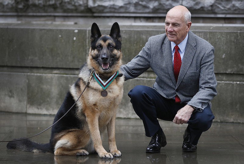 John Wren from New York, who was 4 years old when Chips the family pet dog returned from the war effort, is seen with military working dog Ayron, who received the PDSA Dickin Medal on Chips' behalf Monday, Jan. 15, 2018, in London. Chips was a U.S. Army dog who protected the lives of his platoon during the invasion of Sicily in 1943. The medal is the animal equivalent of the Victoria Cross.