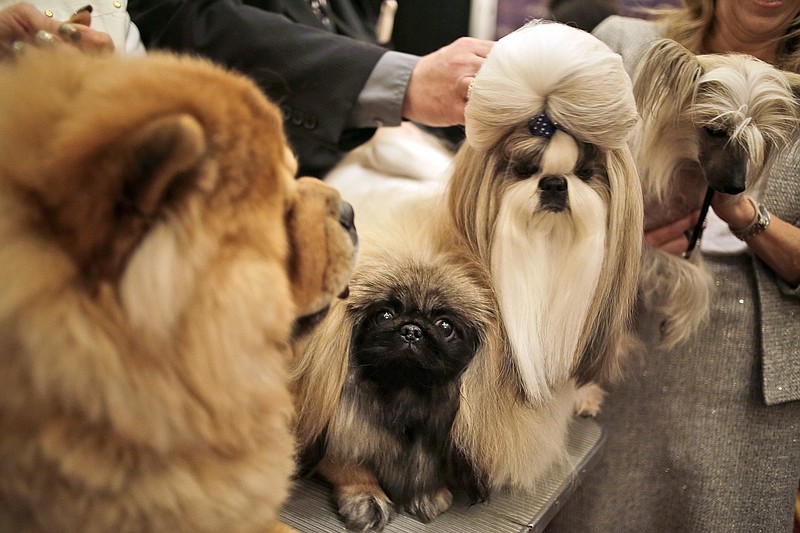 Chinese dog breeds pose for a picture during a news conference in New York, Tuesday, Jan. 30, 2018. The dogs were part of news conference to promote the 142nd Annual Westminster Kennel Club Dog Show, which is taking place in New York City starting Feb. 12, 2018. (AP Photo/Seth Wenig)