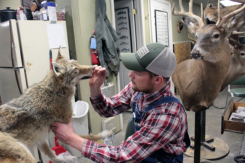 Teaching taxidermy Jefferson City News Tribune