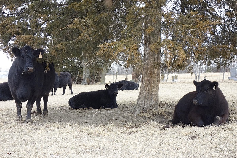 <p>Jenny Gray</p><p>FULTON SUN</p><p>A few cows laze among cedar trees southwest of Fulton. In January 2017, the Missouri Cow Inventory reported Callaway County is home to some 45,000 cattle, including 20,000 beef cows. If drought conditions persist, farmers may have to rethink inventory on grazing herds.</p>