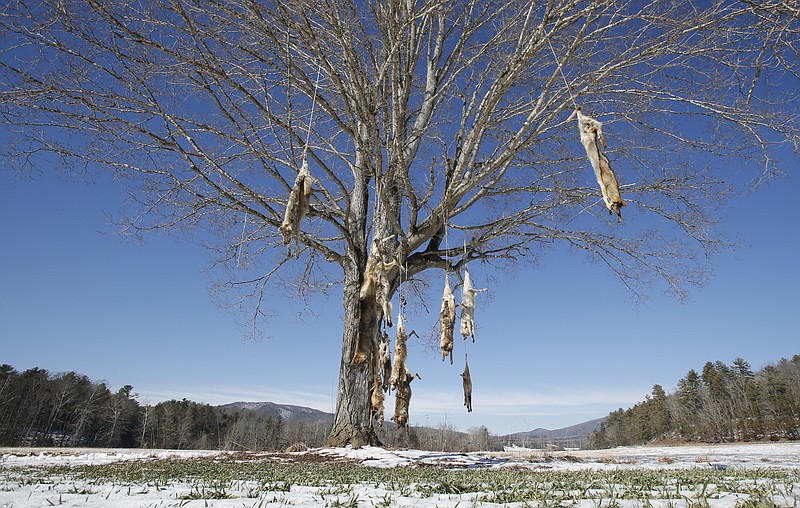 Coyote carcasses hang from branches on a tree in the middle of a field in West Augusta, Va., Thursday, Feb. 8, 2018. Prowling coyotes have long been a routine nuisance in rural Virginia. They've gotten so prevalent that some residents are stringing up carcasses from tree branches at farms and ranches. State wildlife biologist Mark Fies says there are no population control benefits to stringing up dead coyotes. (AP Photo/Steve Helber)