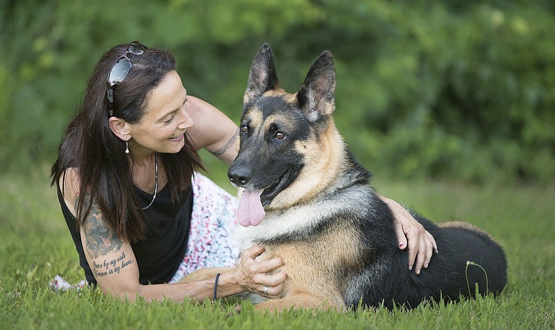 In this 2017 image provided by Sue Condreras,  Fanucci, a German shepherd, poses with handler Sue Condreras last summer in upstate New York. Fanucci’s right rear leg was shattered in a van accident in 2014, leaving his show career in doubt. He has become one of the nation’s top German shepherds going into the Wesminster Kennel Club show that begins Monday. (Kenneth Beatty/Sue Condreras via AP)