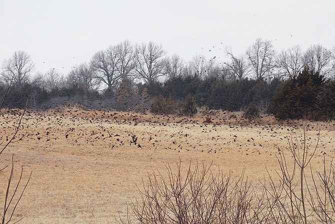 A huge flight of blackbirds gathered along both sides of Route H on Saturday morning, just west of U.S. 54, filling fields and trees on both sides of the road. Sleet had already been falling in the Columbia region and was headed for Callaway County when this photo was taken. Back roads in the area had been treated with brine, and conditions were still good for drivers at noon Saturday.