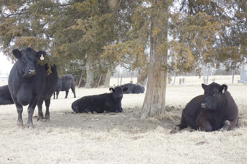 A few cows laze among cedar trees southwest of Fulton. In January 2017, the Missouri Cow Inventory reported Callaway County is home to some 45,000 cattle, including 20,000 beef cows. If drought conditions persist, farmers may have to rethink inventory on grazing herds.