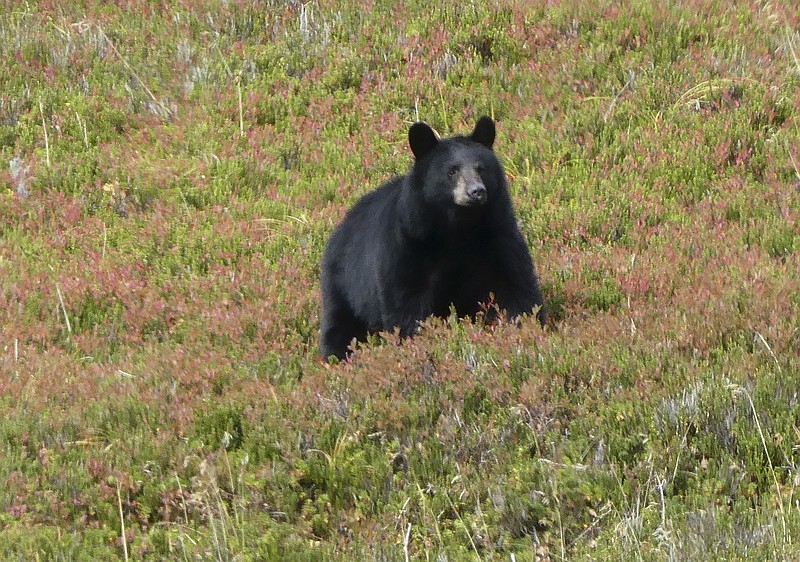 FILE- In this October 2017 file photo, a black bear walks in Granite Basin, amid low-lying blueberry thickets, in Juneau, Alaska.  A study of bears and berries has determined that the big animals are the main dispersers of fruit seeds in southeast Alaska. The study by Oregon State University researchers says it's the first instance of a temperate plant being primarily dispersed by mammals through their excrement rather than by birds. (AP Photo/Becky Bohrer)