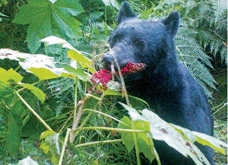 In this 2014 image from a remote camera trap provided by Taal Levi, a black bear eats devil's club berries near Haines, Alaska.  A study of bears and berries has determined that the big animals are the main dispersers of fruit seeds in southeast Alaska. The study by Oregon State University researchers says it's the first instance of a temperate plant being primarily dispersed by mammals through their excrement rather than by birds. (Taal Levi and Laurie Harrer via AP)