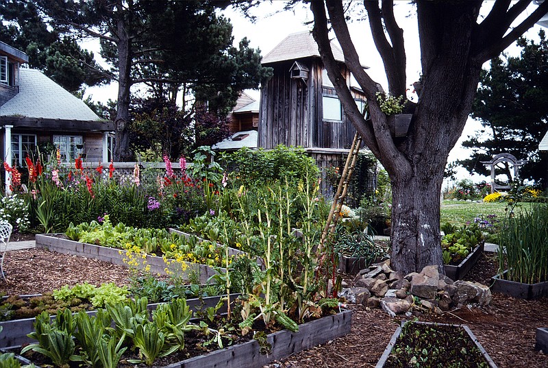 These beds were built to garden above the roots of the tree in the middle for fresh greens on California's north coast. (Maureen Gilmer/TNS)