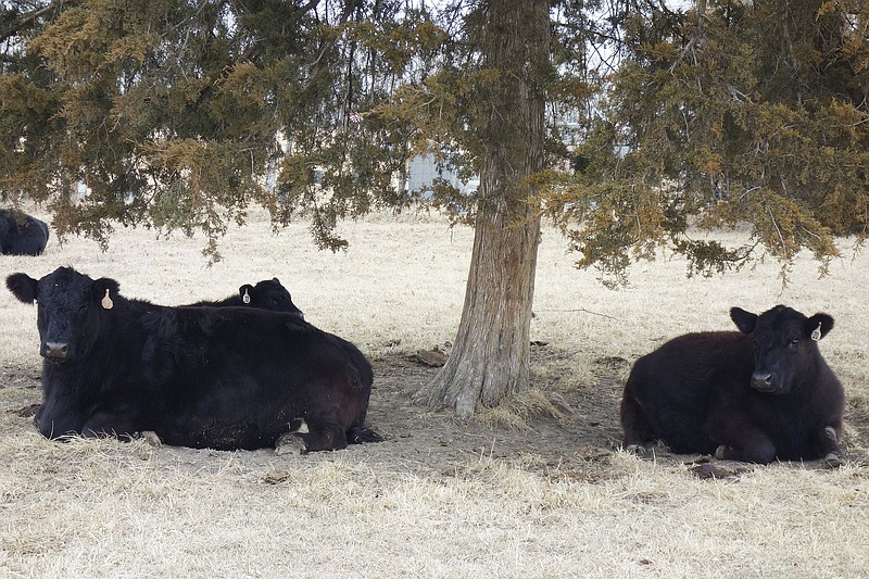 <p>Jenny Gray/FULTON SUN</p><p>Cows relax southwest of Fulton.</p>