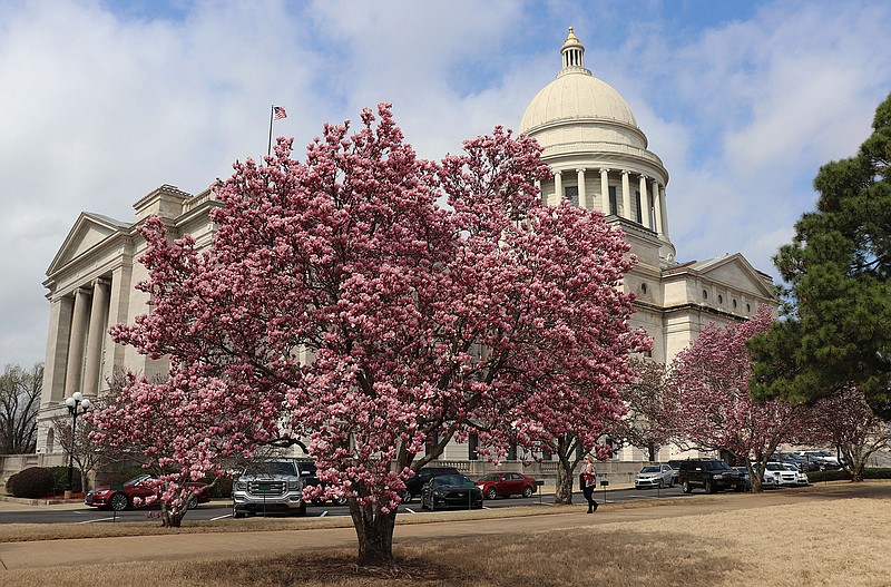 A saucer magnolia blooms above still-dormant grass outside the state Capitol in Little Rock, Ark., on Monday, March 5, 2018. Daytime temperatures in the 60s have brought out a number of blooms in recent days. (AP Photo/Kelly P. Kissel)