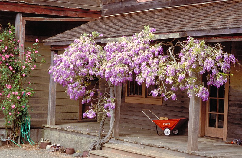 Pruned to control size, this wisteria has been maintained within a limited area to protect buildings. (Maureen Gilmer/TNS)