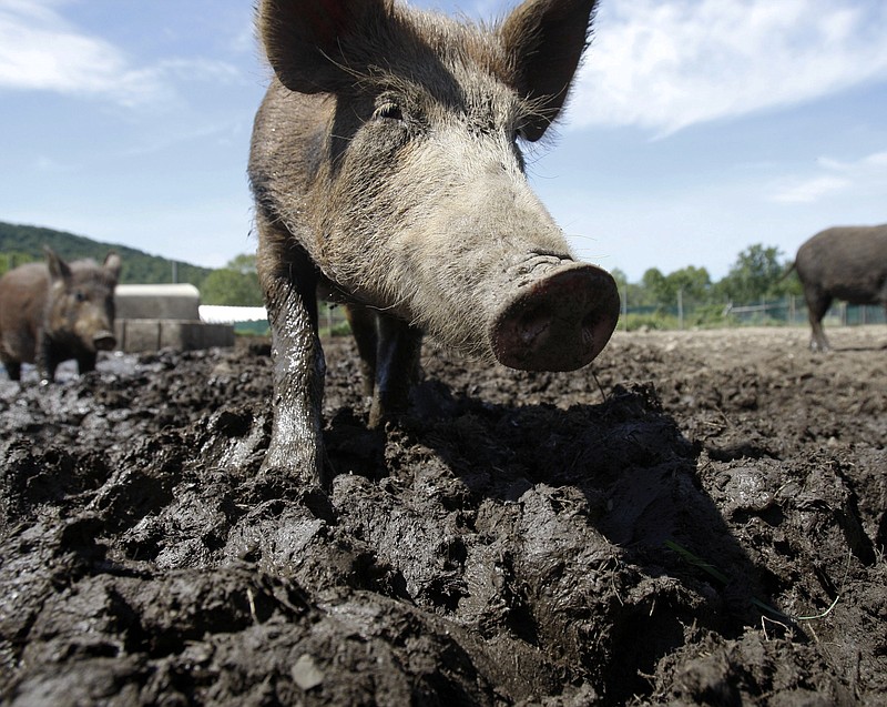 In this Aug. 24, 2011, file photo, a feral hog stands in a holding pen at Easton View Outfitters in Valley Falls, N.Y. Such hogs still do more than $1.5 billion a year in damage around the country. They are widespread in Arkansas.