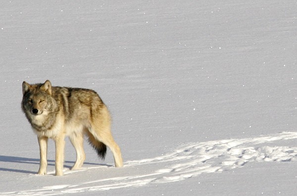 Wolf population to be restored at Lake Superior park